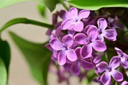 Close up view of a purple flowers in the garden
