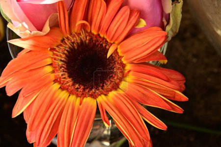 Foto de Hermosas flores, fondo concepto floral, gerbera - Imagen libre de derechos