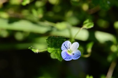Foto de Hermosas flores blancas y púrpuras en el jardín - Imagen libre de derechos