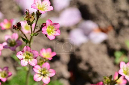 Foto de Hermosas florecitas que crecen en el jardín - Imagen libre de derechos