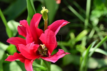 Foto de Hermoso tulipán creciendo en el jardín - Imagen libre de derechos