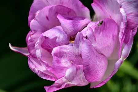 Foto de Beautiful  tulip growing in the garden - Imagen libre de derechos