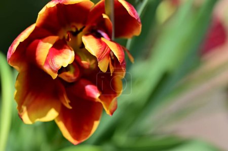 Téléchargez les photos : Belle fleur de tulipe rouge et orange, vue rapprochée - en image libre de droit