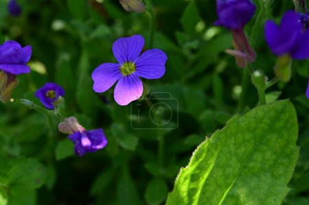 Foto de Vista de cerca de una flores púrpura en el jardín - Imagen libre de derechos