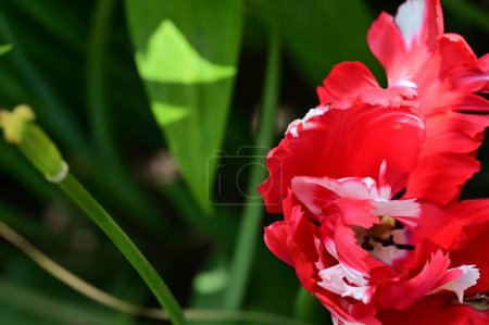 Photo for Beautiful  tulip growing in the garden - Royalty Free Image