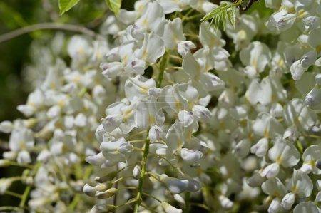 Téléchargez les photos : Gros plan de fleurs blanches dans le jardin de printemps - en image libre de droit