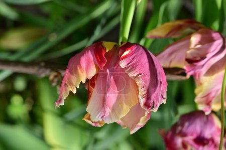 Foto de Beautiful  tulips growing in the garden - Imagen libre de derechos
