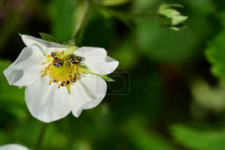 Photo for Beautiful strawberry    flower  growing in garden in spring - Royalty Free Image