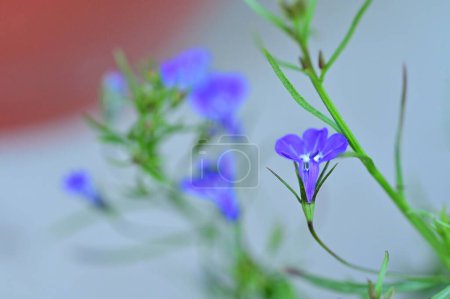 Photo for Beautiful  flower  growing in garden in spring - Royalty Free Image