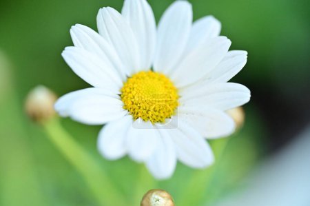Foto de Hermoso fondo de primavera con flor en flor - Imagen libre de derechos