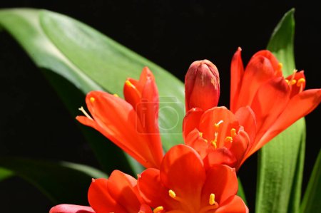 Téléchargez les photos : Gros plan de belles fleurs au printemps - en image libre de droit