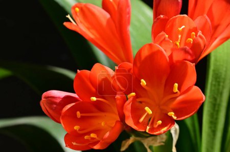 Téléchargez les photos : Gros plan de belles fleurs au printemps - en image libre de droit