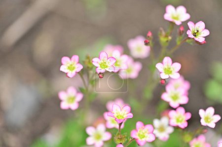 Foto de Beautiful  flowers  growing in garden in spring - Imagen libre de derechos