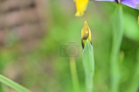 Téléchargez les photos : Beautiful  iris flower  growing in garden in spring - en image libre de droit