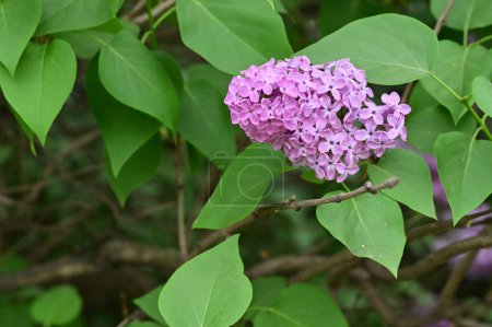 Photo for Beautiful lilac flowers in the garden - Royalty Free Image