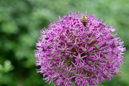 Foto de Close-up of beautiful  flower with bee - Imagen libre de derechos