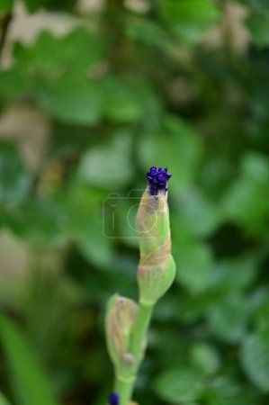 Téléchargez les photos : Beautiful  iris flower  growing in garden in spring - en image libre de droit