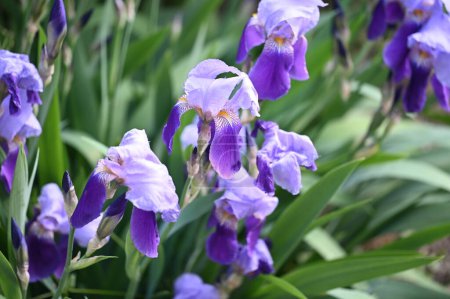 Téléchargez les photos : Belles fleurs d'iris dans le jardin - en image libre de droit