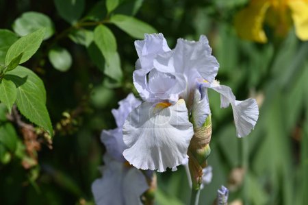 Foto de Hermosas flores blancas en el jardín - Imagen libre de derechos