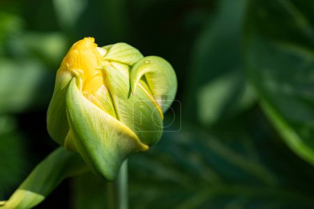Foto de Hermoso plano botánico, fondo de pantalla natural, tulipán - Imagen libre de derechos