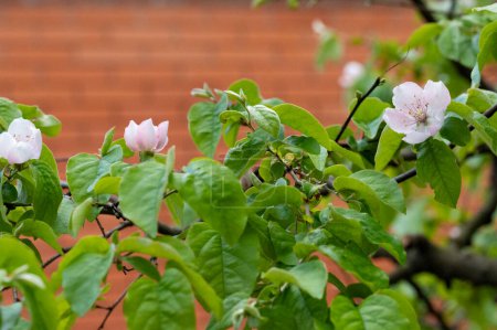 Téléchargez les photos : Fleurs blanches poussant dans le jardin - en image libre de droit
