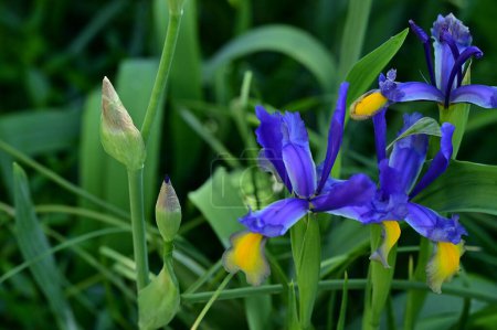 Foto de Beautiful irises growing in garden in spring - Imagen libre de derechos