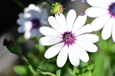 Foto de Flores blancas creciendo en el jardín - Imagen libre de derechos
