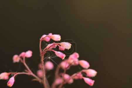 Foto de Hermosa flor rosa en el jardín - Imagen libre de derechos