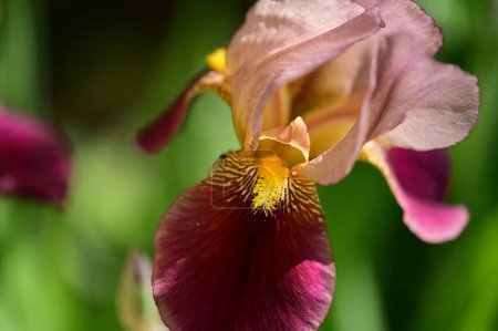 Foto de Hermosa flor de iris en el jardín - Imagen libre de derechos