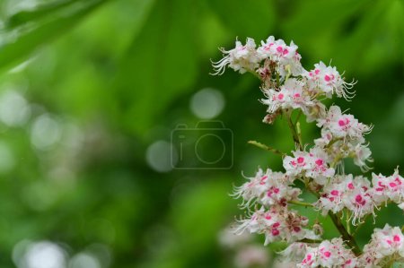 Photo for Beautiful spring background with blooming chestnut tree - Royalty Free Image