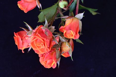 Téléchargez les photos : Belles roses sur fond noir - en image libre de droit