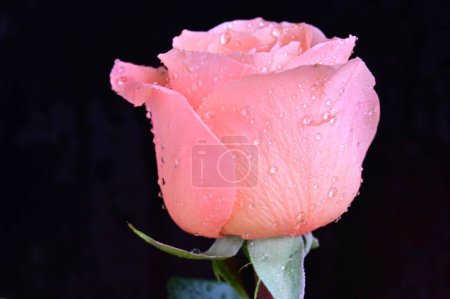 Foto de Hermosa rosa sobre fondo negro - Imagen libre de derechos