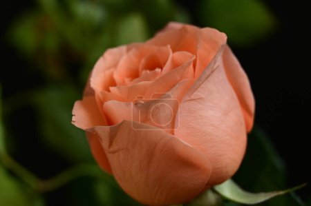 Foto de Hermosa rosa sobre fondo negro - Imagen libre de derechos