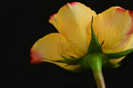 Photo for Beautiful rose on black background - Royalty Free Image