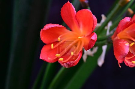 Foto de Hermosas flores rojas, fondo concepto floral - Imagen libre de derechos