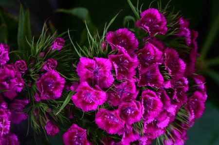 Foto de Hermosas flores de primavera de cerca - Imagen libre de derechos