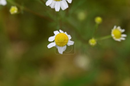 Foto de Hermosas flores de margarita blanca en el jardín - Imagen libre de derechos