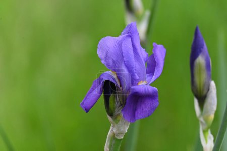 Foto de Hermosa flor de iris púrpura en el jardín - Imagen libre de derechos