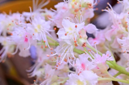Téléchargez les photos : Belles fleurs blanches dans le jardin - en image libre de droit