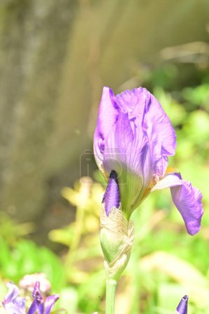 Foto de Hermosas flores de iris púrpura en el jardín - Imagen libre de derechos