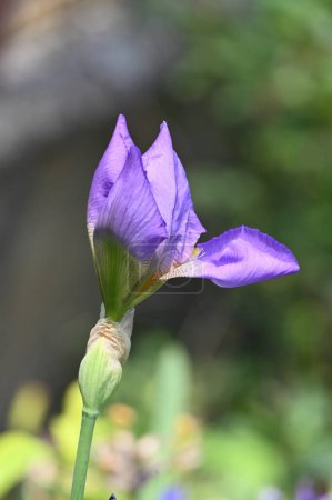 Téléchargez les photos : Belles fleurs d'iris violet dans le jardin - en image libre de droit