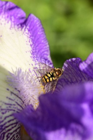 Téléchargez les photos : Abeille assise sur la fleur violette dans le jardin - en image libre de droit