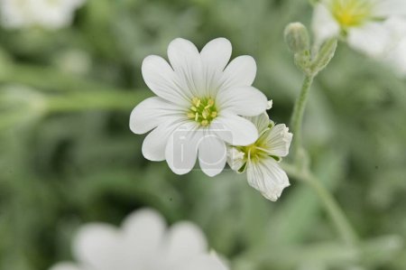 Foto de Hermosas flores blancas en el jardín - Imagen libre de derechos