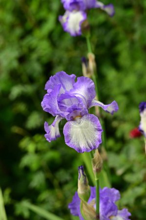 Photo for Beautiful purple iris flowers in the garden - Royalty Free Image