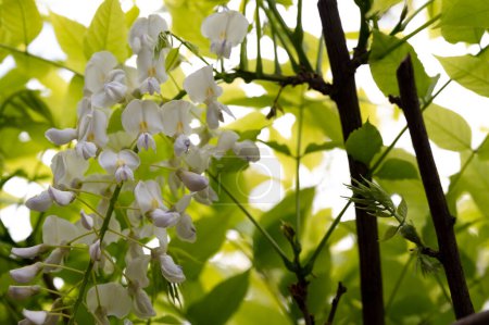 Foto de Hermoso fondo de primavera con acacia floreciente. - Imagen libre de derechos