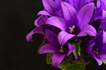 Foto de Hermosas flores de primavera en el jardín - Imagen libre de derechos