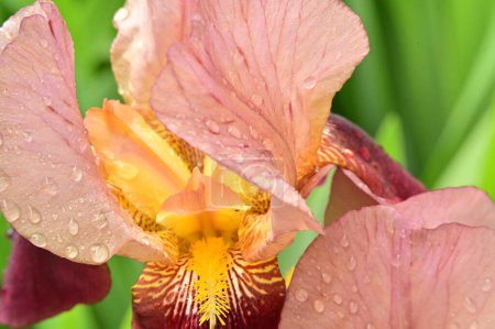 Foto de Hermoso iris de primavera en el jardín - Imagen libre de derechos