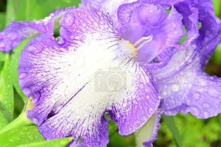 Foto de Hermoso iris de primavera en el jardín - Imagen libre de derechos