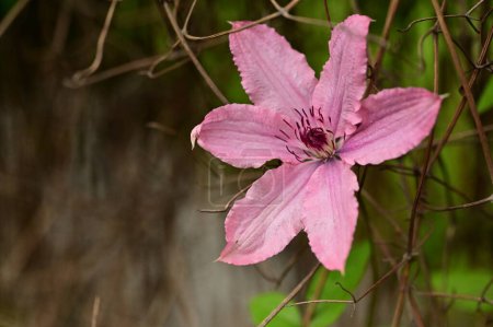 Foto de Hermosa flor de primavera en el jardín - Imagen libre de derechos