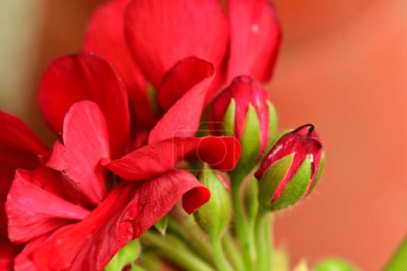 Photo for Red flowers in the garden, close up view - Royalty Free Image